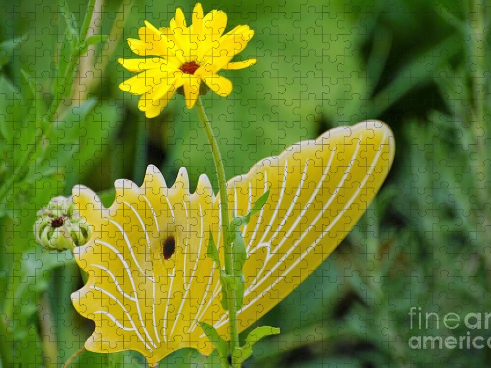 Butterfly Jigsaw Puzzle featuring the photograph Yellow Butterfly by Merle Grenz