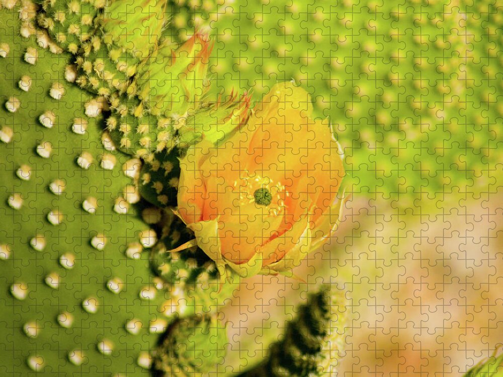 Flowers Jigsaw Puzzle featuring the photograph Yellow Cactus Flower by Bill Barber