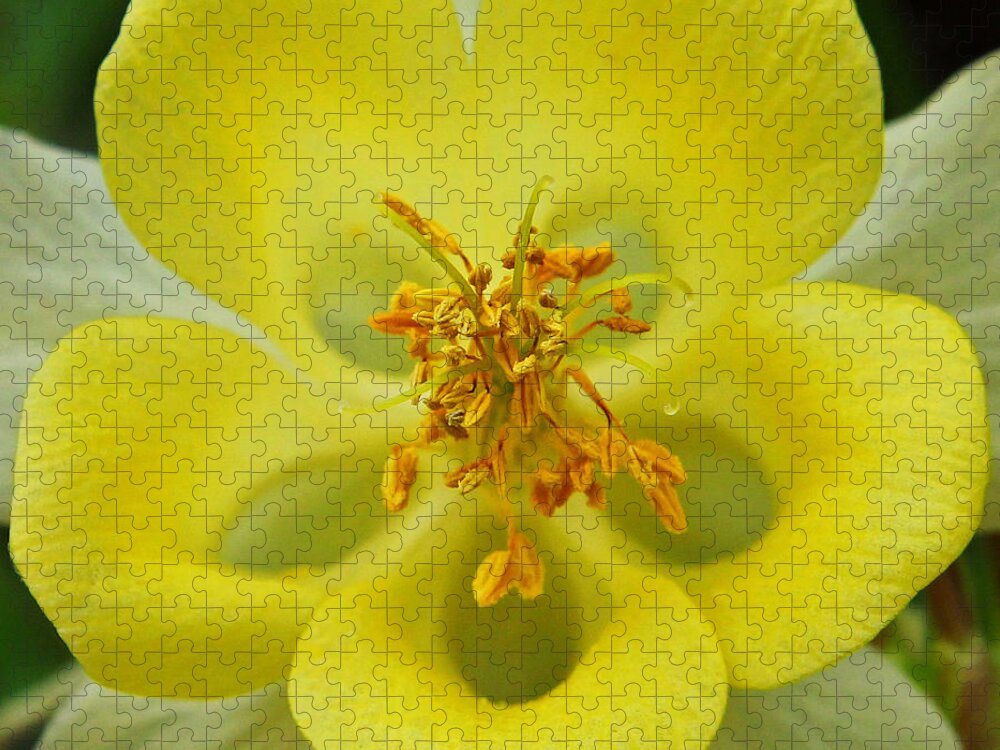 Columbine Jigsaw Puzzle featuring the photograph Yellow Columbine Square by Judy Vincent