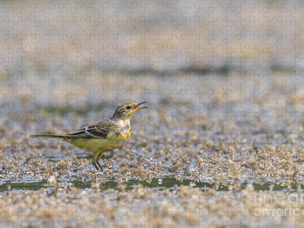 Animal Jigsaw Puzzle featuring the photograph Yellow crowned wagtail juvenile by Jivko Nakev