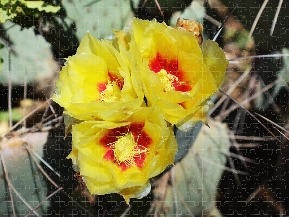 Cactus Jigsaw Puzzle featuring the photograph Yellow Desert Blooms by Aimee L Maher ALM GALLERY