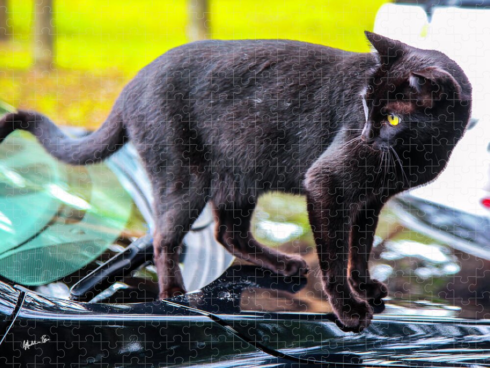 Black Cat Jigsaw Puzzle featuring the photograph Yellow Eyed Cat by Madeline Ellis
