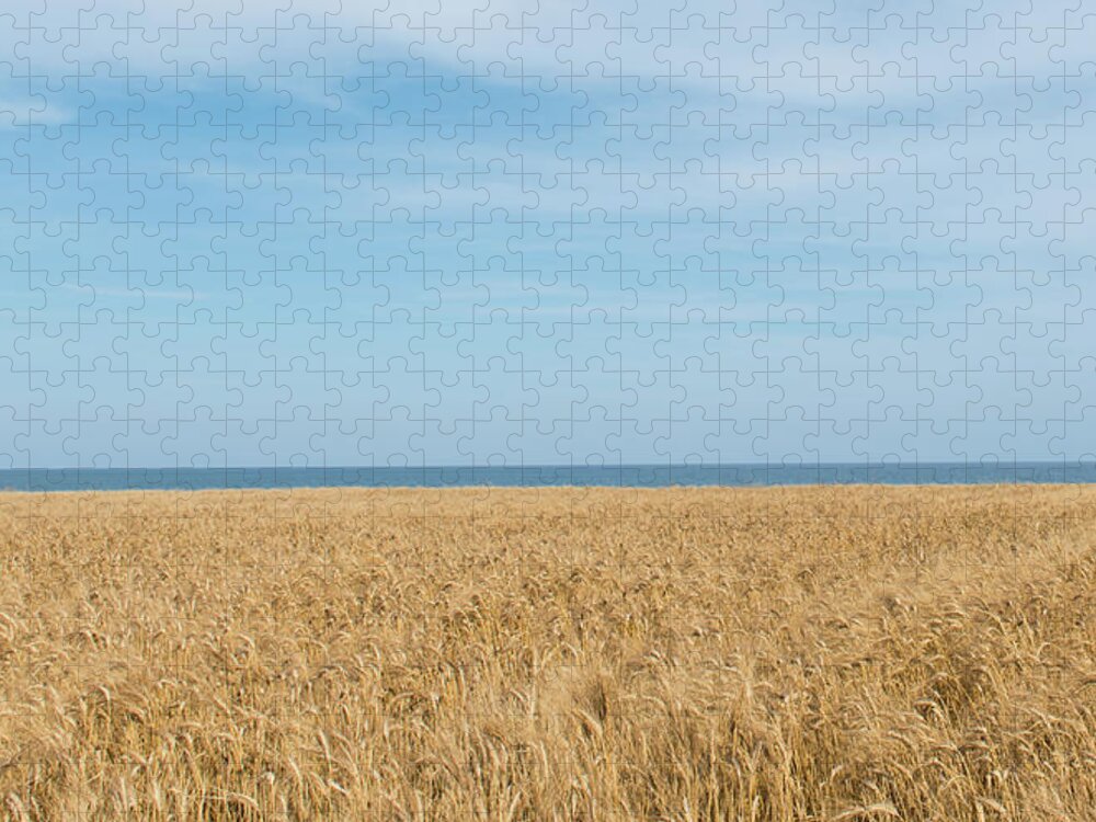 Background Jigsaw Puzzle featuring the photograph Yellow field, sea and blue sky by Michalakis Ppalis