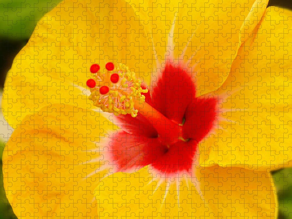 Hibiscus Jigsaw Puzzle featuring the photograph Yellow Hibiscus by Mike McGlothlen