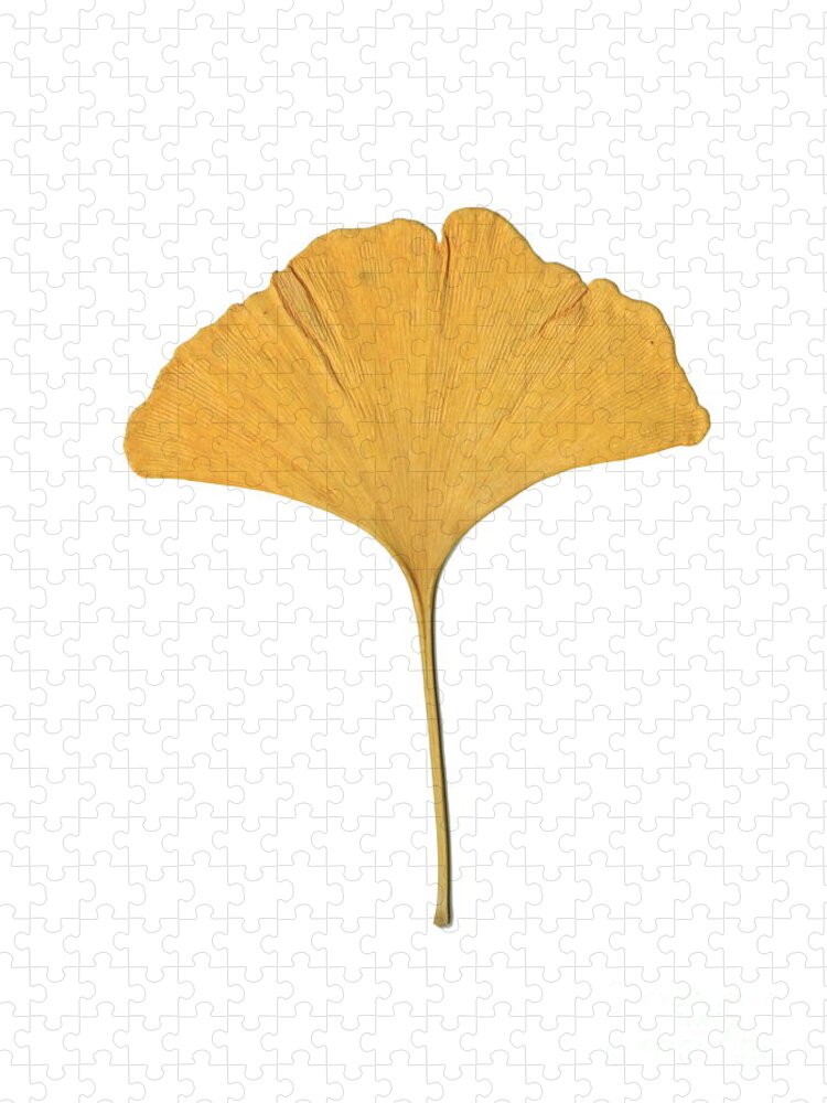 Ginkgo Jigsaw Puzzle featuring the photograph Yellow Ginkgo Leaf by Renee Trenholm