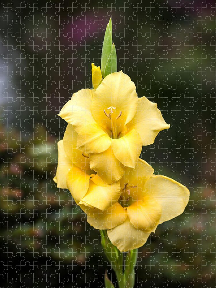 Flower Jigsaw Puzzle featuring the photograph Yellow Gladiolus by Charles Hite