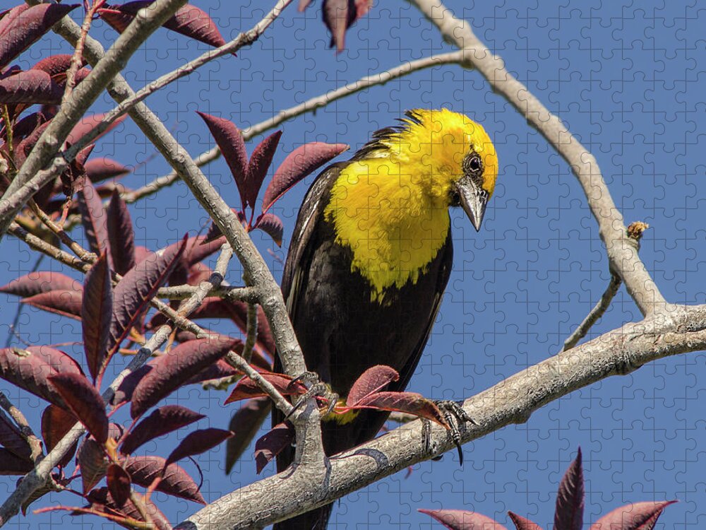 Nature Jigsaw Puzzle featuring the photograph Yellow Headed Blackbird 3 by Rick Mosher