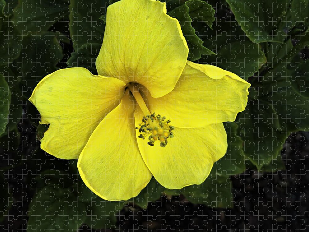 Design Jigsaw Puzzle featuring the photograph Yellow Hibiscus by Mark Myhaver
