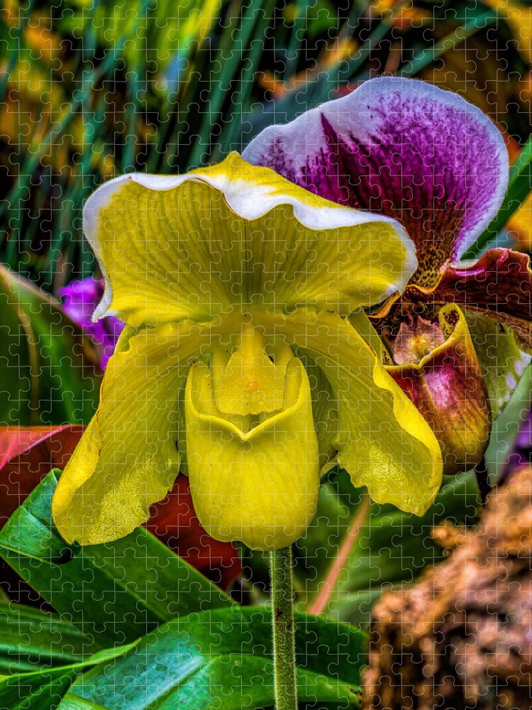 Beautiful Jigsaw Puzzle featuring the photograph Yellow Ladyslipper by Nick Zelinsky Jr
