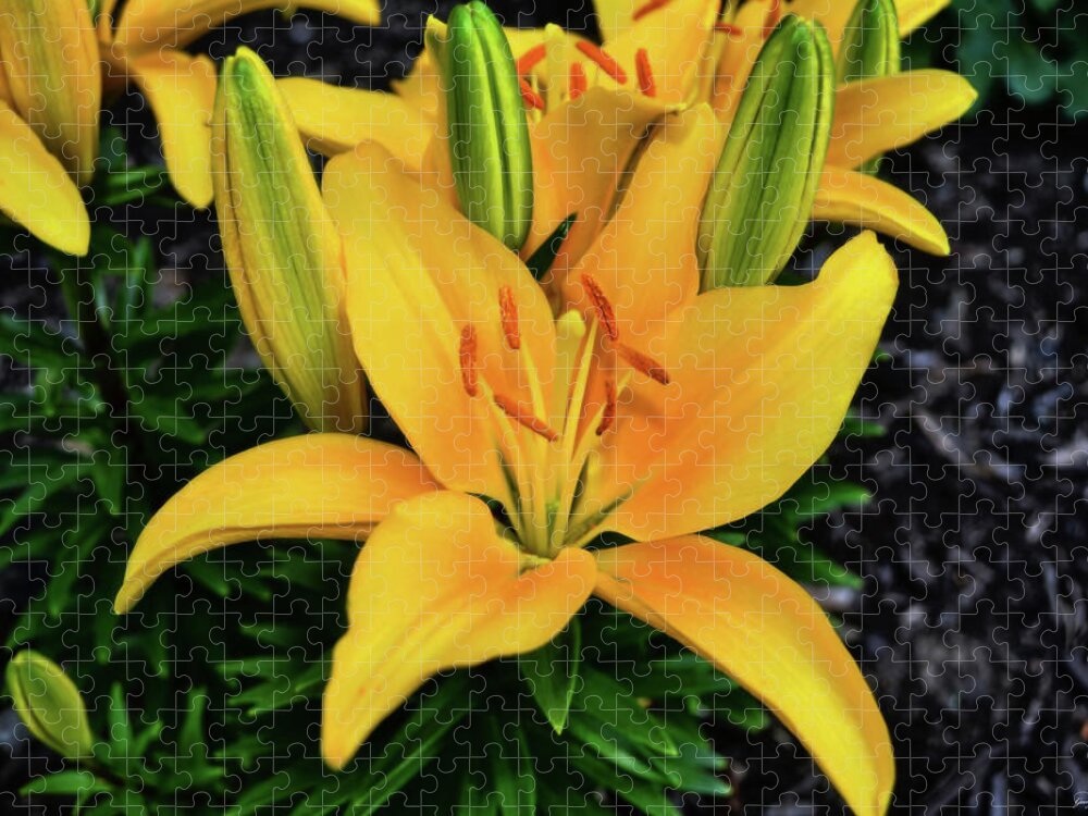 Flower Jigsaw Puzzle featuring the photograph Yellow Lily 008 by George Bostian