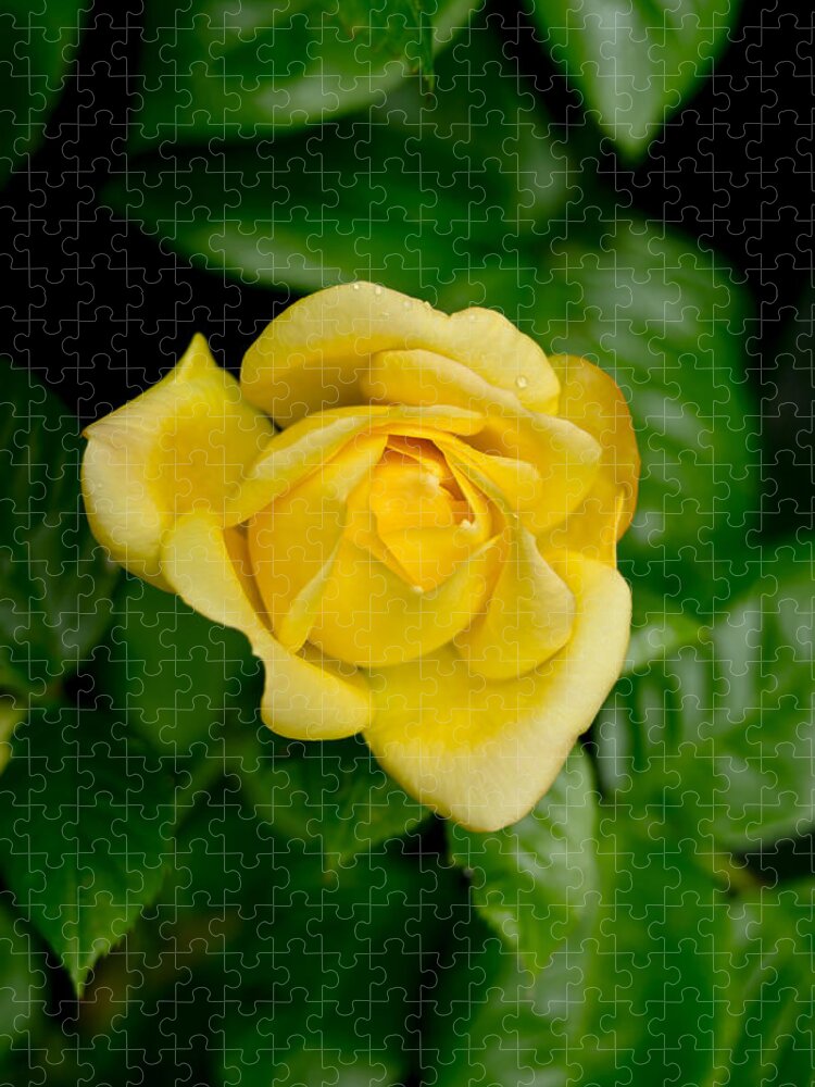 Rose Jigsaw Puzzle featuring the photograph Yellow on green. by Elena Perelman