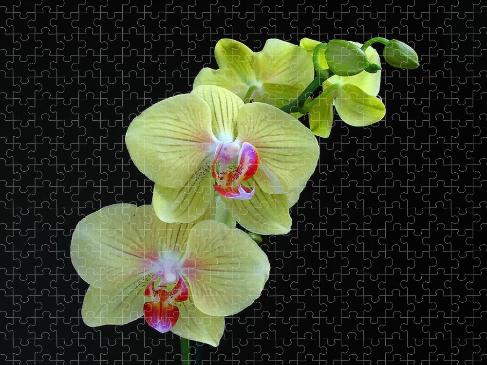 Georgia Jigsaw Puzzle featuring the photograph Yellow Orchidee by Juergen Roth