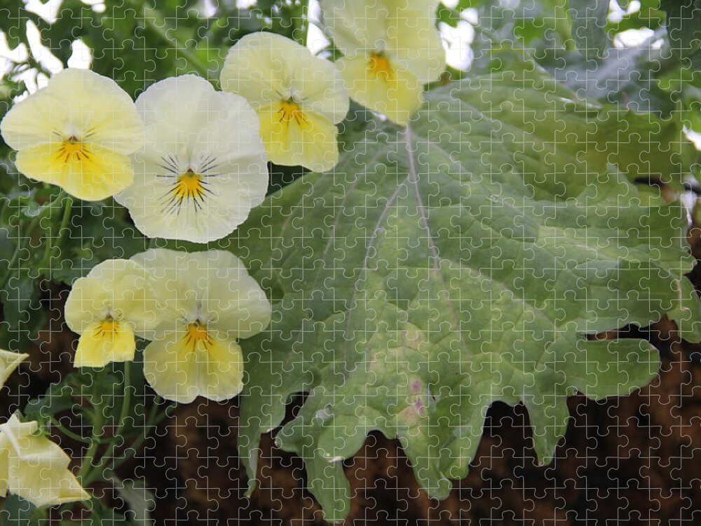 Yellow Jigsaw Puzzle featuring the photograph Yellow Pansies by Allen Nice-Webb