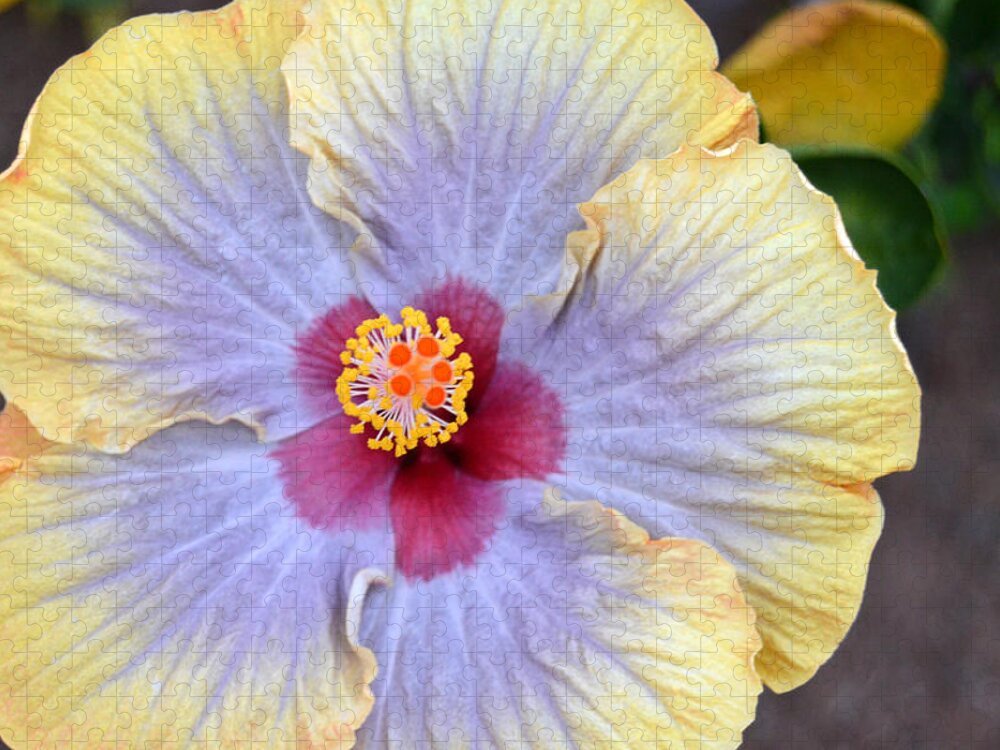 Flower Jigsaw Puzzle featuring the photograph Yellow Purple Hibiscus 3 by Amy Fose
