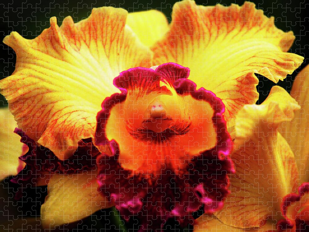 Hawaii Jigsaw Puzzle featuring the photograph Yellow-Purple Orchid by Anthony Jones