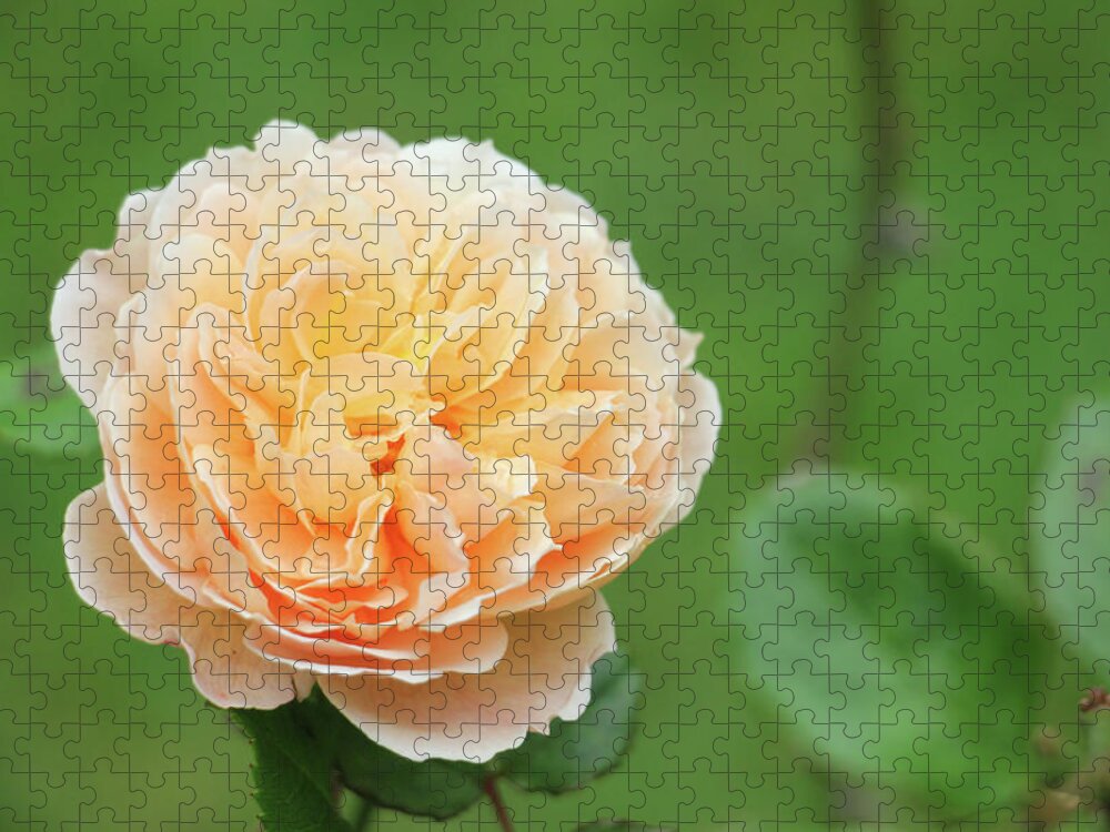 Kelly Hazel Jigsaw Puzzle featuring the photograph Yellow Rose in December by Kelly Hazel
