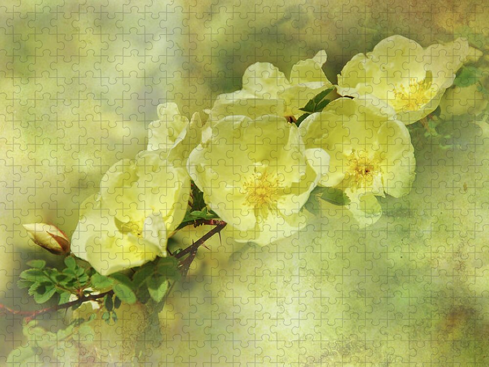 Botanicals Jigsaw Puzzle featuring the photograph Yellow Roses by Elaine Manley