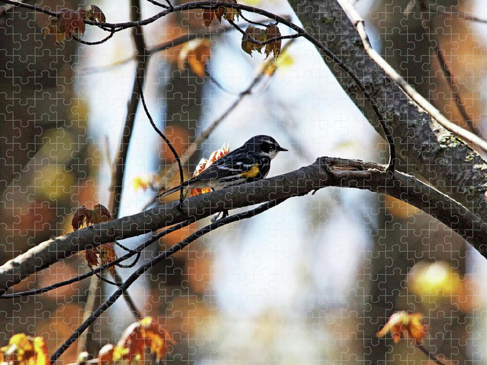 Yellow Rumped Warbler Jigsaw Puzzle featuring the photograph Yellow Rumped Warbler by Debbie Oppermann