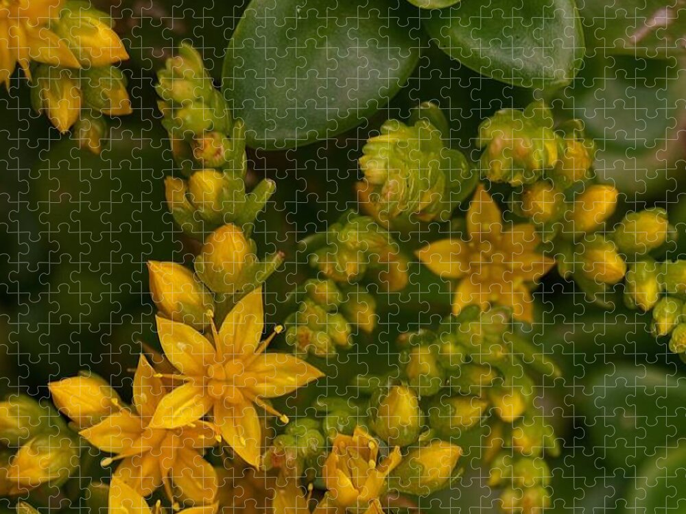 Yellow Jigsaw Puzzle featuring the photograph Yellow Sedum by Richard Brookes