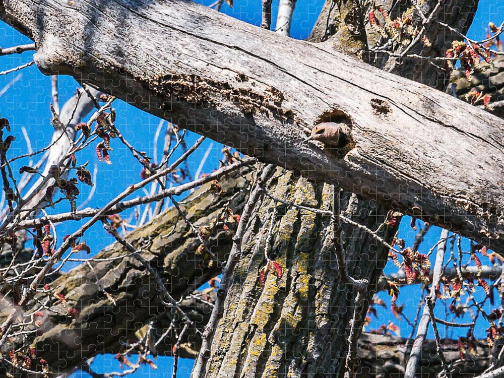 Yellow-shafted Northern Flicker Jigsaw Puzzle featuring the photograph Yellow-shafted Northern Flicker Nest Building by Ed Peterson