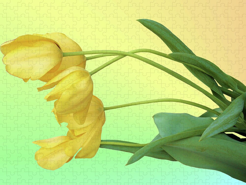 Tulip Jigsaw Puzzle featuring the photograph Yellow Tulip Pastel by Kristin Elmquist