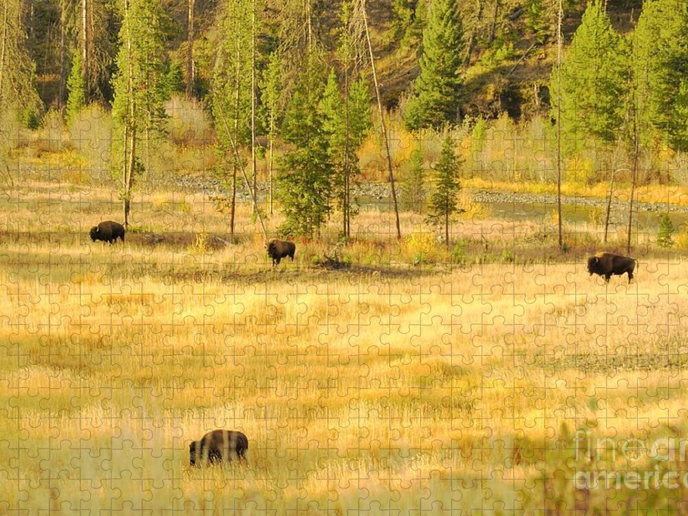 Yellowstone National Park Jigsaw Puzzle featuring the photograph Yellowstone Bison by Merle Grenz