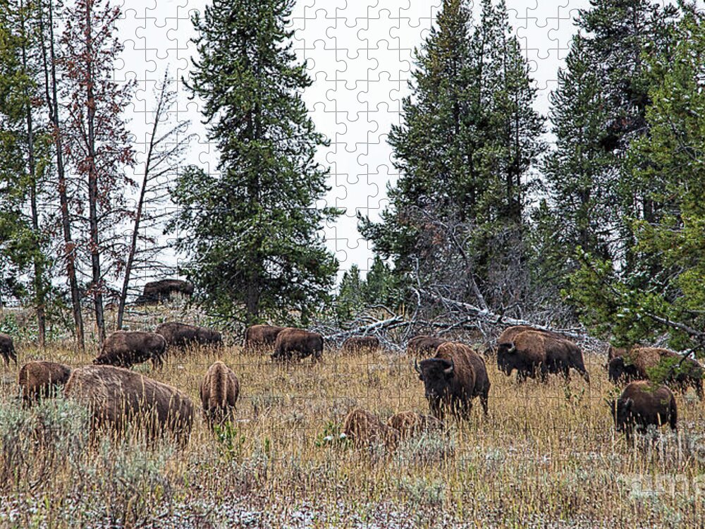 Yelowstone Jigsaw Puzzle featuring the photograph Yellowstone Buffalo by Jim Garrison