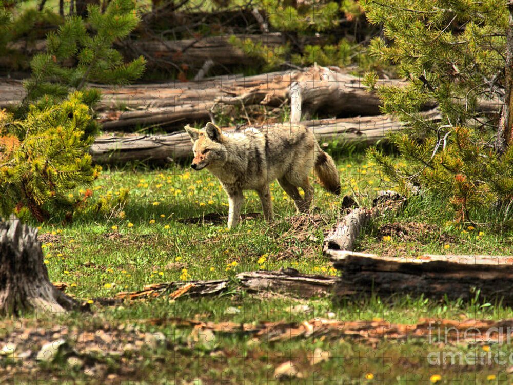 Coyote Jigsaw Puzzle featuring the photograph Yellowstone Coyote Wandering Along by Adam Jewell