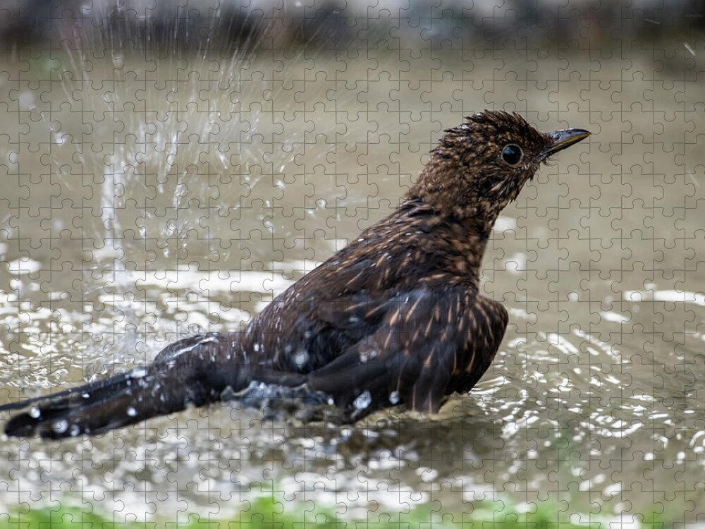 Young Blackbird's Bath Jigsaw Puzzle featuring the photograph Young Blackbird's bath by Torbjorn Swenelius