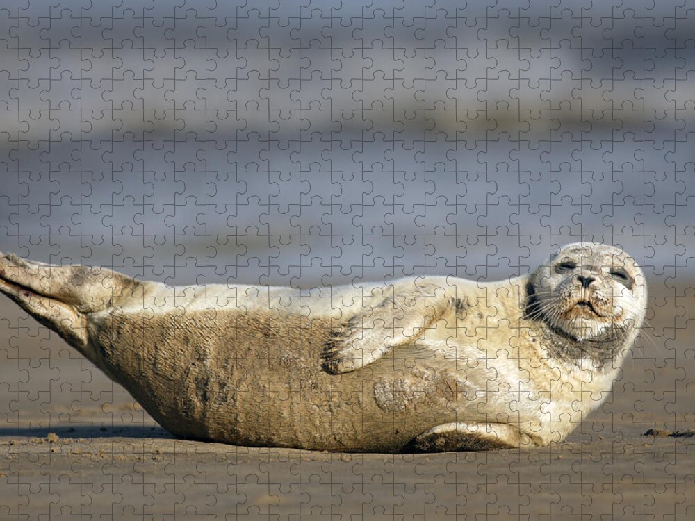Common Seal Jigsaw Puzzle featuring the photograph Young Common Seal sleeping on the beach by Tony Mills