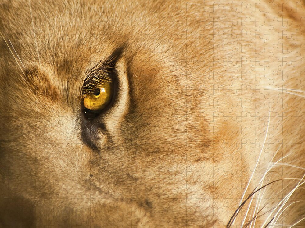 Lion Jigsaw Puzzle featuring the photograph Your Lion Eye by Carolyn Marshall