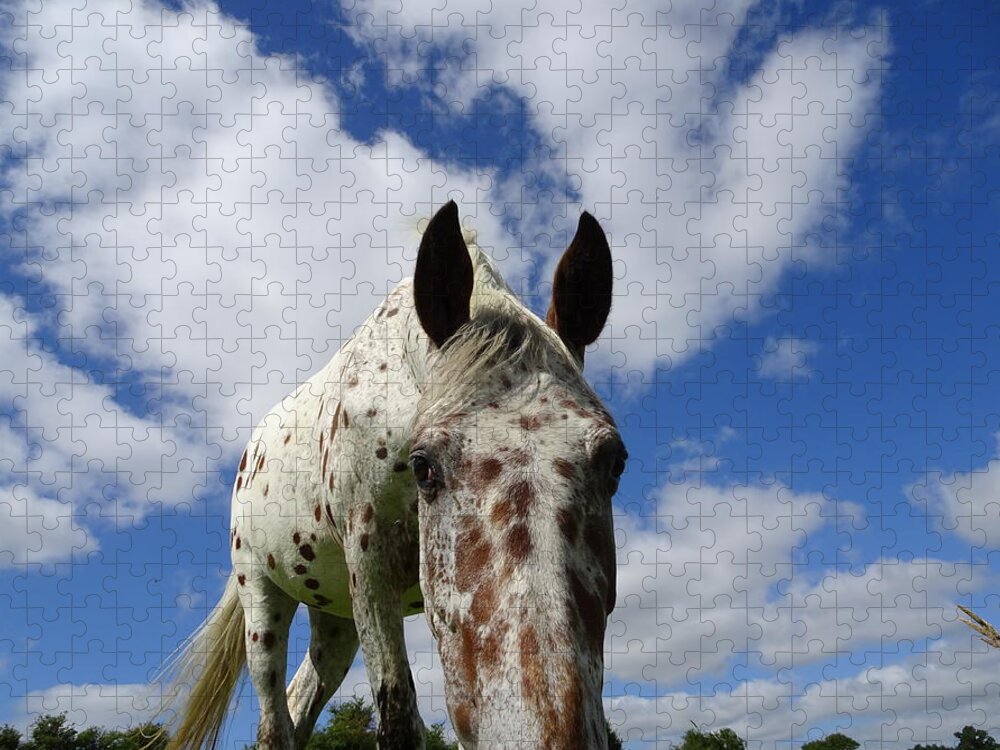Appaloosa Jigsaw Puzzle featuring the photograph You've been spotted by Susan Baker