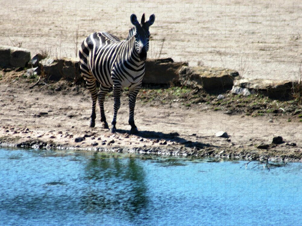 Zebra Jigsaw Puzzle featuring the mixed media Zebra at the watering hole by Steve Karol