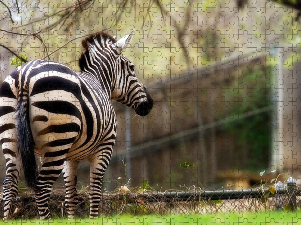 Zebra Jigsaw Puzzle featuring the photograph Zebra by Lana Trussell