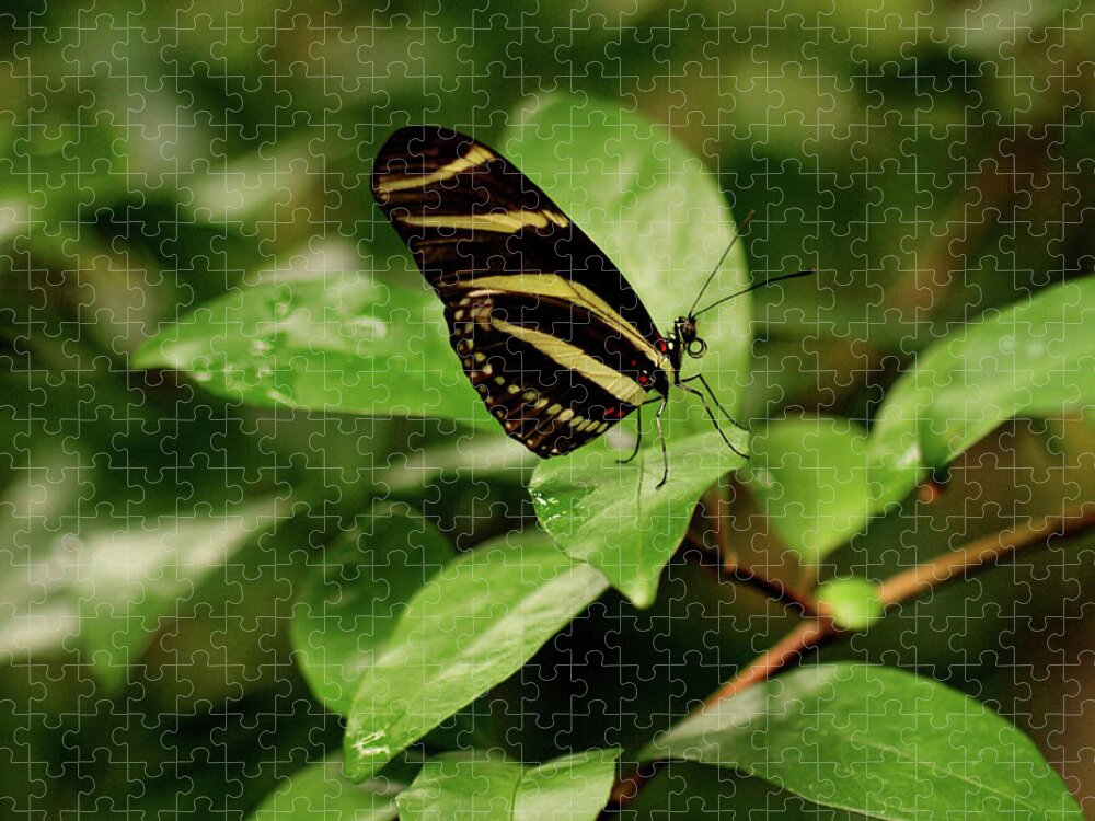 Butterfly Jigsaw Puzzle featuring the photograph Zebra Longwing Butterfly by Sandy Keeton