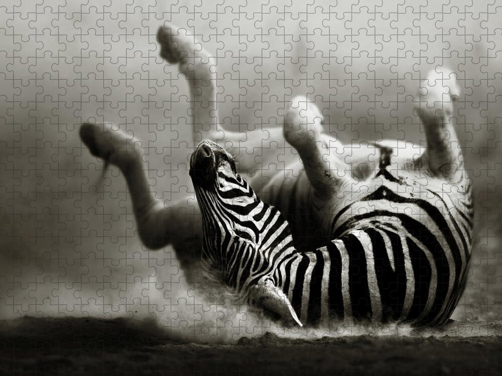 Zebra Jigsaw Puzzle featuring the photograph Zebra rolling by Johan Swanepoel