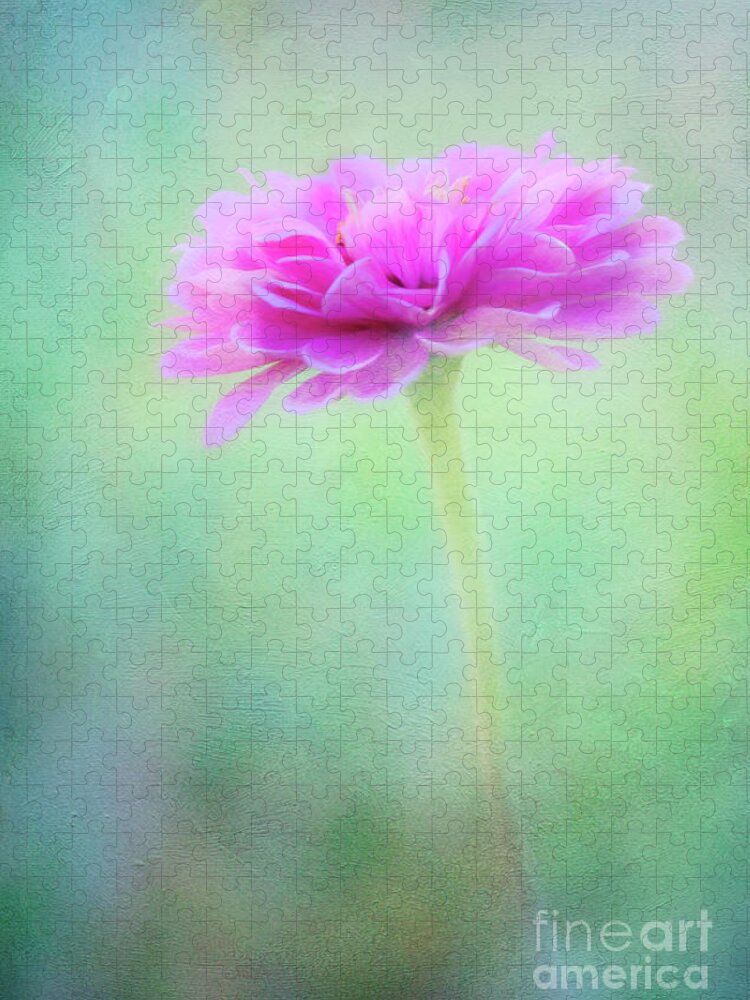 Zinnia Jigsaw Puzzle featuring the photograph Painted Pink Zinnia by Anita Pollak