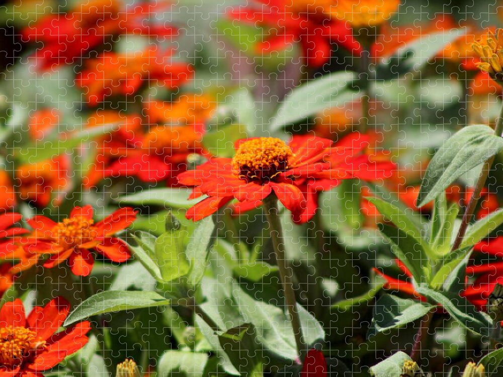 Pumpkin Orange Jigsaw Puzzle featuring the photograph Zinnias in Autumn Colors by Colleen Cornelius