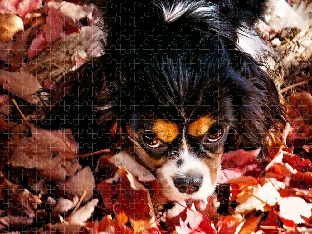 Tri Colored Cavalier King Chalres Spaniel Jigsaw Puzzle featuring the photograph Zoey - Look Into My Eyes by Gwen Gibson