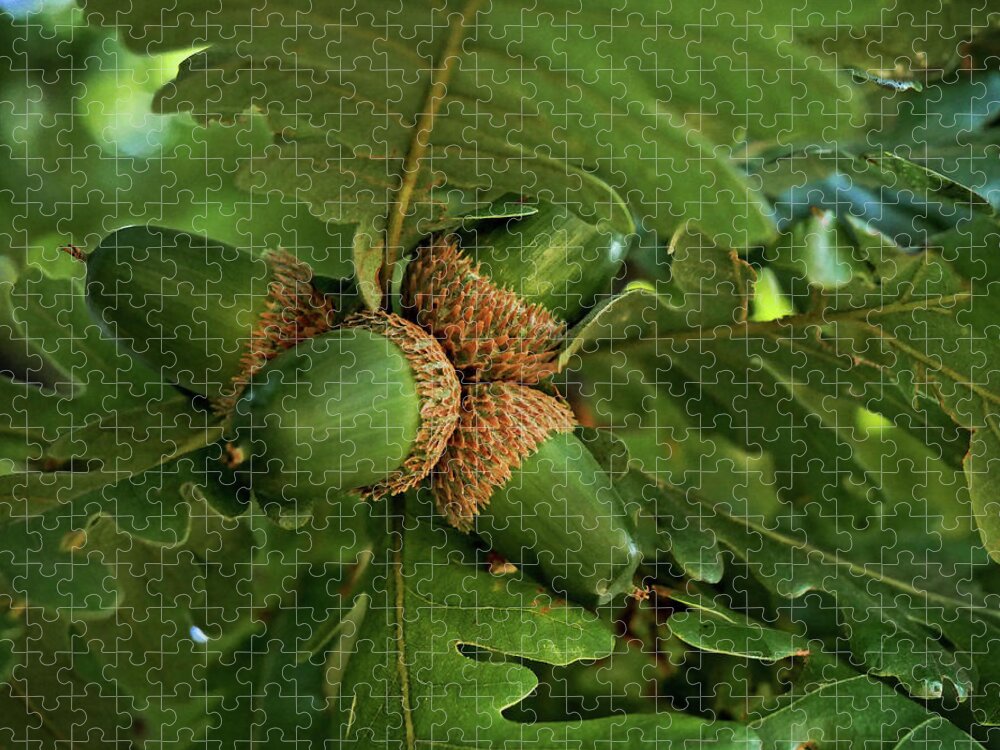 Acorn Jigsaw Puzzle featuring the photograph Acorn close up #1 by Martin Smith