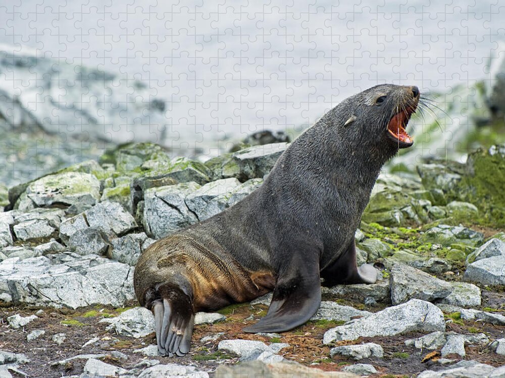 Yawning Jigsaw Puzzle featuring the photograph Antarctic Fur Seal Arctocephalus Gazella #1 by Jim Julien / Design Pics