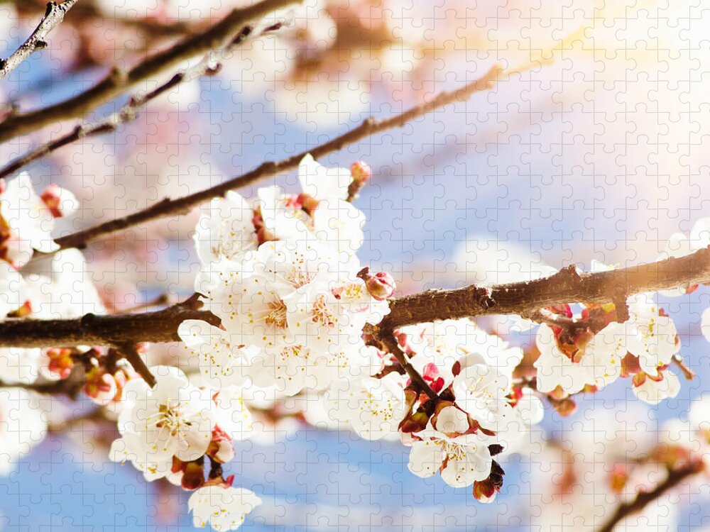 Apricot Jigsaw Puzzle featuring the photograph Apricot Blossoms Flower On Wild Spring #1 by Franckreporter