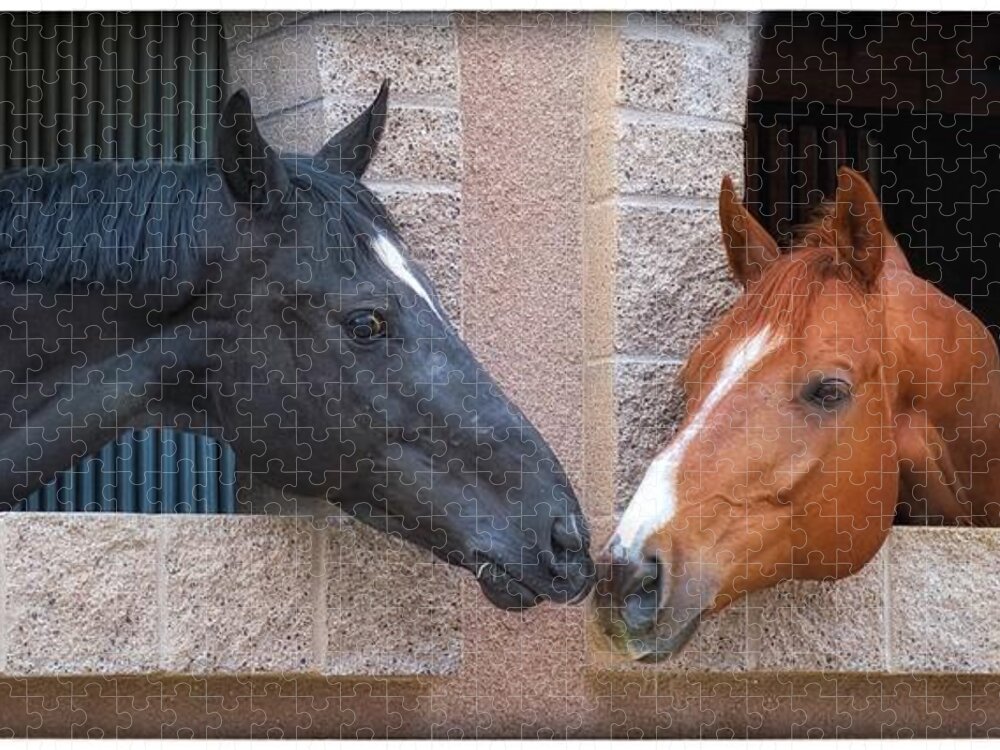 Horses Jigsaw Puzzle featuring the photograph Best Friends #1 by Barbara Zahno