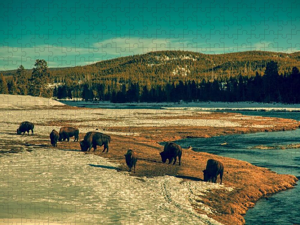 Bison Jigsaw Puzzle featuring the photograph Bison Foraging In A Winter Landscape - Yellowstone #1 by Mountain Dreams