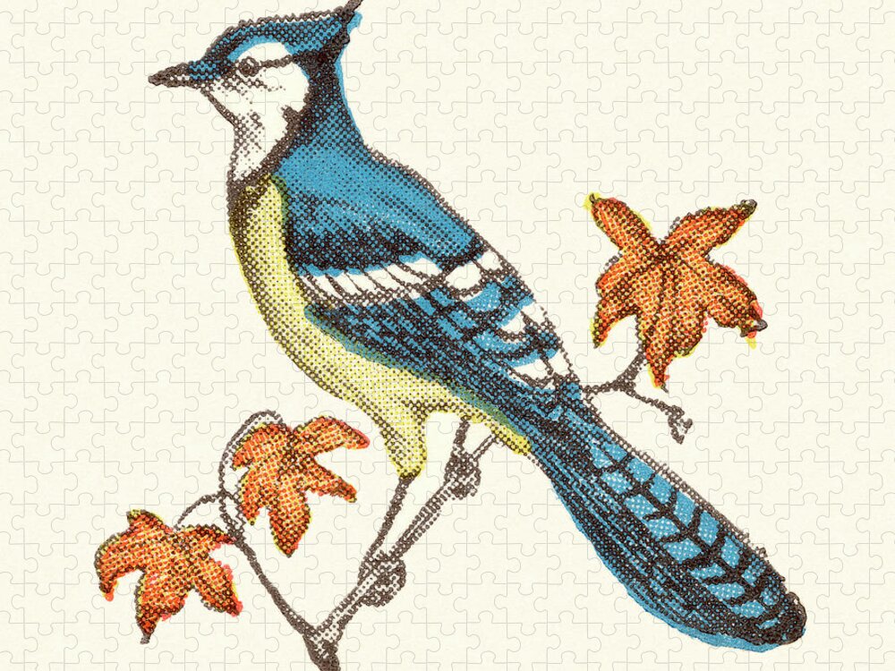 Animal Jigsaw Puzzle featuring the drawing Blue Jay Bird by CSA Images