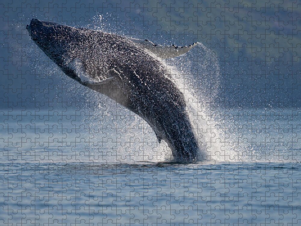 Animal Themes Jigsaw Puzzle featuring the photograph Breaching Humpback Whale, Alaska #1 by Paul Souders