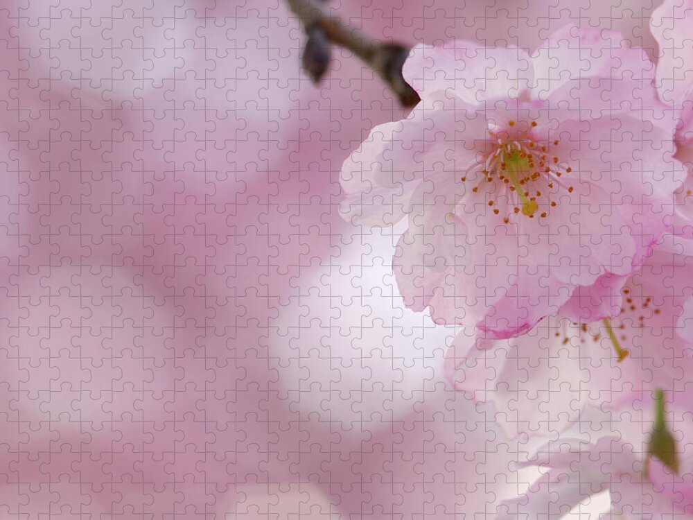 Petal Jigsaw Puzzle featuring the photograph Cherry Blossom, Close-up #1 by Martin Ruegner