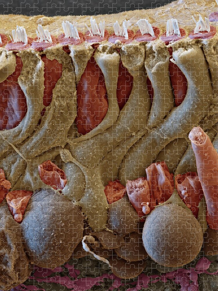 Cochlea Jigsaw Puzzle featuring the photograph Cochlea, Organ Of Corti Section, Sem #1 by Oliver Meckes EYE OF SCIENCE