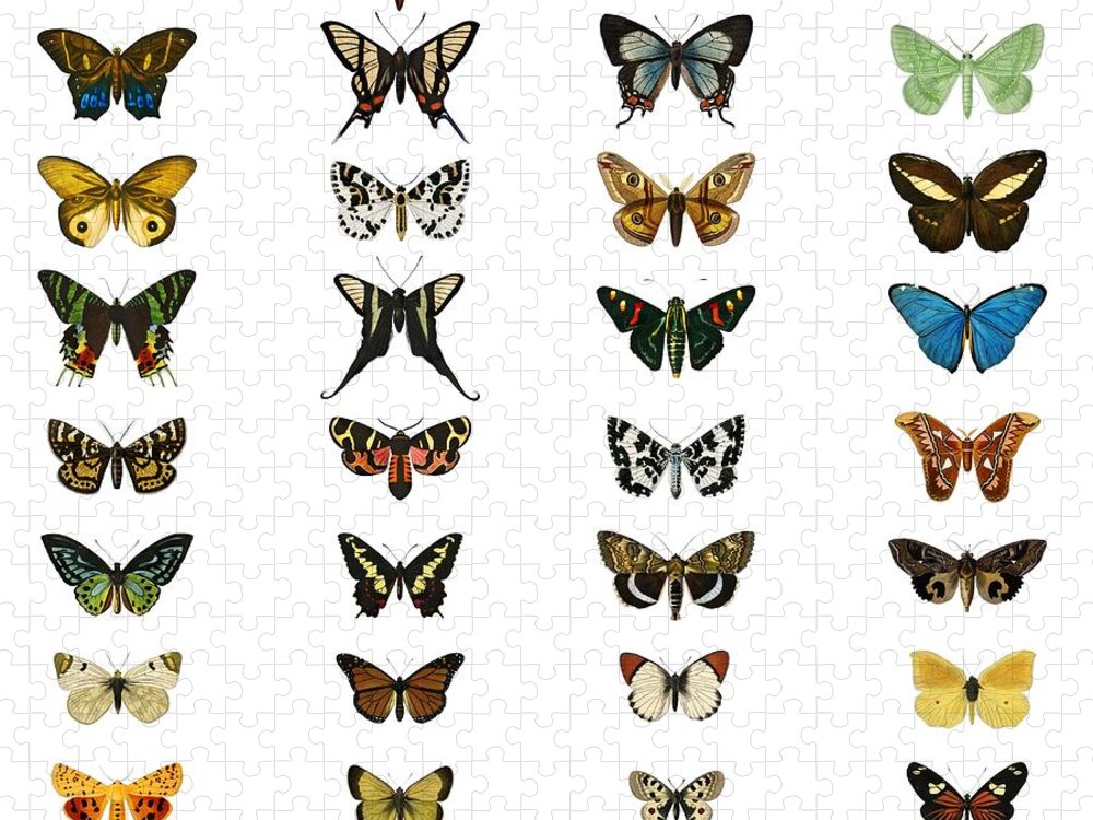 Butterfly Jigsaw Puzzle featuring the painting Collection of butterflies and moths illustrated by Charles Dessalines D Orbigny 1806-1876 2 #1 by Celestial Images