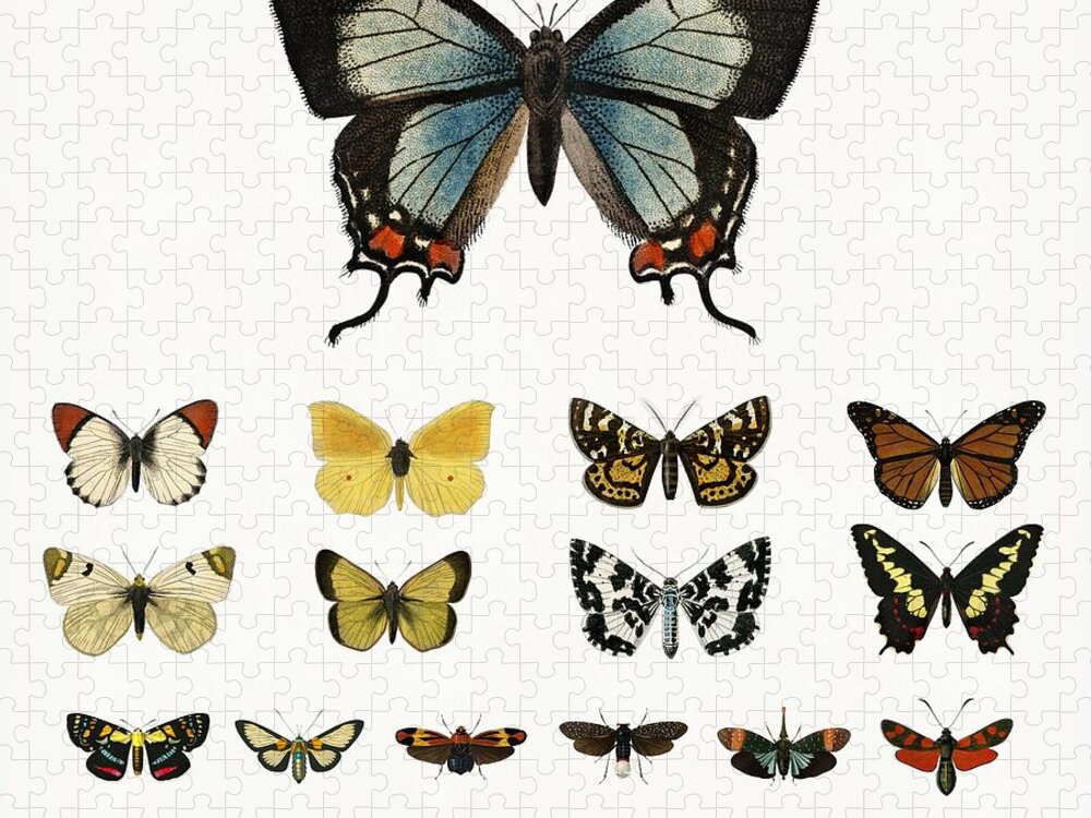 Butterfly Jigsaw Puzzle featuring the painting Collection of butterflies and moths illustrated by Charles Dessalines D' Orbigny 1806-1876 #1 by Celestial Images